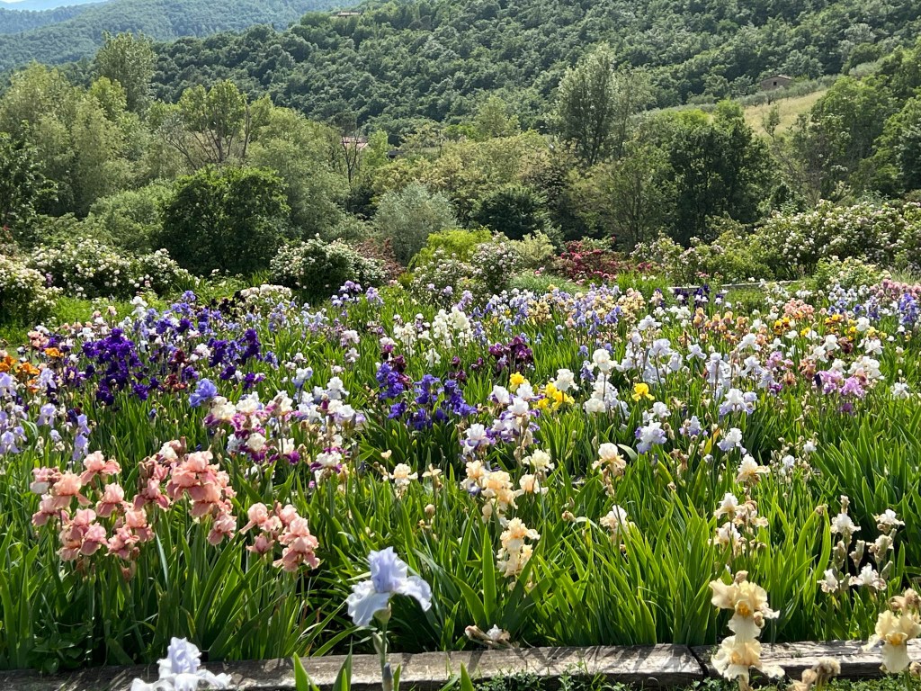Irises in the display garden